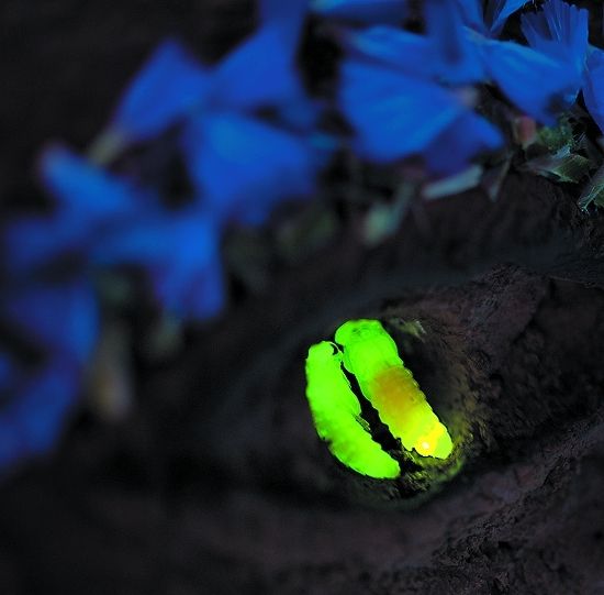 萤火虫的一生都闪闪发光图为一对萤火虫的蛹