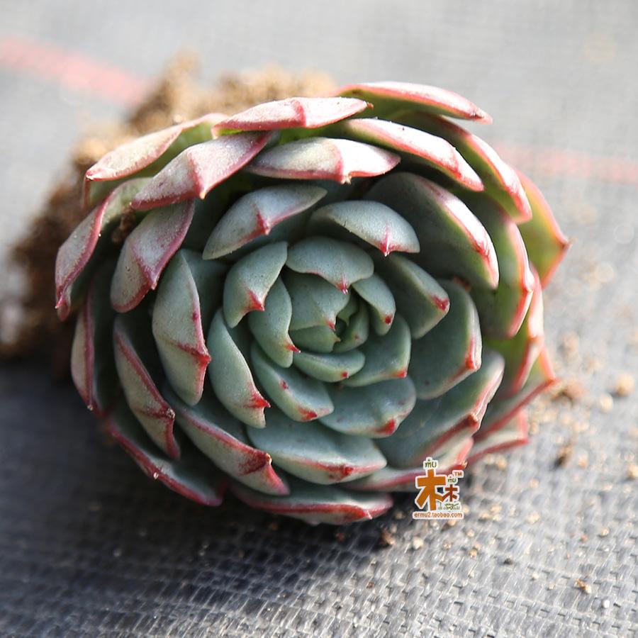 二木多肉植物新年特惠景天科狐狸的星星