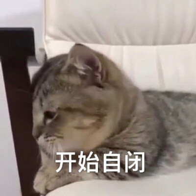 我已自闭表情包