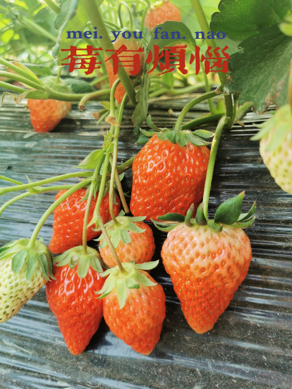 莓心莓肺莓烦恼 堆糖,美图壁纸兴趣社区