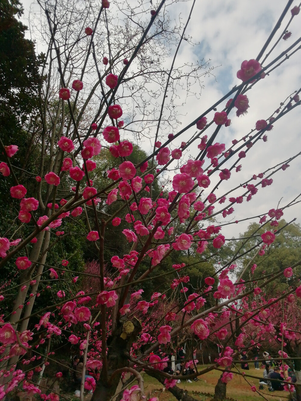 梅花- 堆糖,美图壁纸兴趣社区