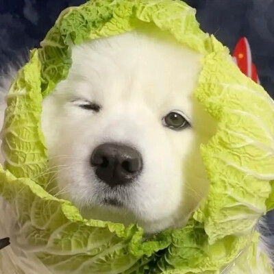 菜狗文字头像