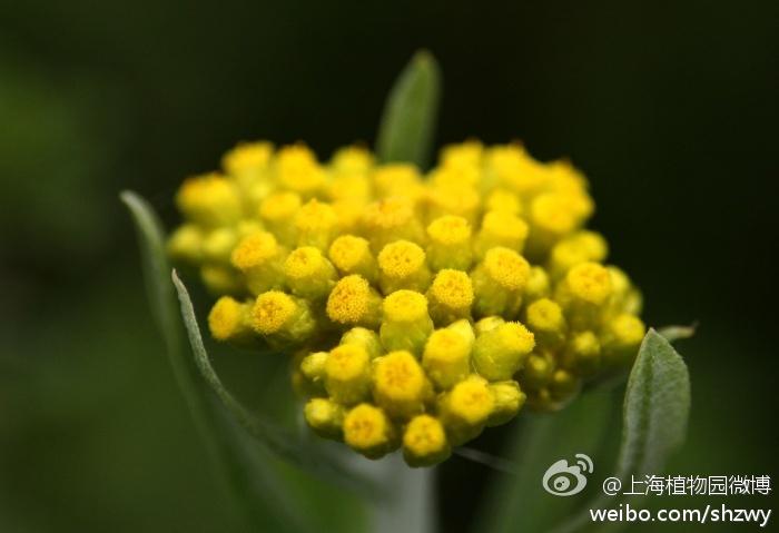 鼠耳草gnaphalium affine d don,菊科鼠麹草属,又叫鼠曲草.