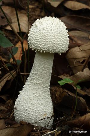 锥鳞白鹅膏菌 amanita virgineoides,长得有那么一点点像未开伞的