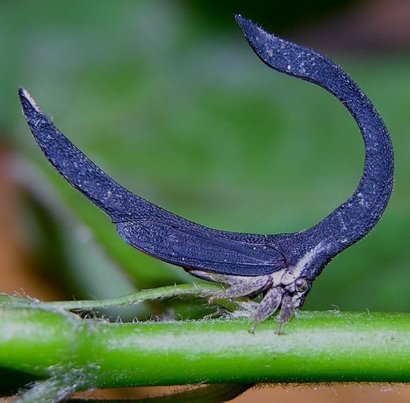 sphongophorus ballista(cladonota ballista,长成