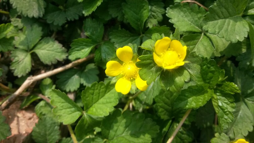 野草莓花