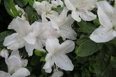 白花杜鹃(学名:rhododendron mucronatum(blume g.