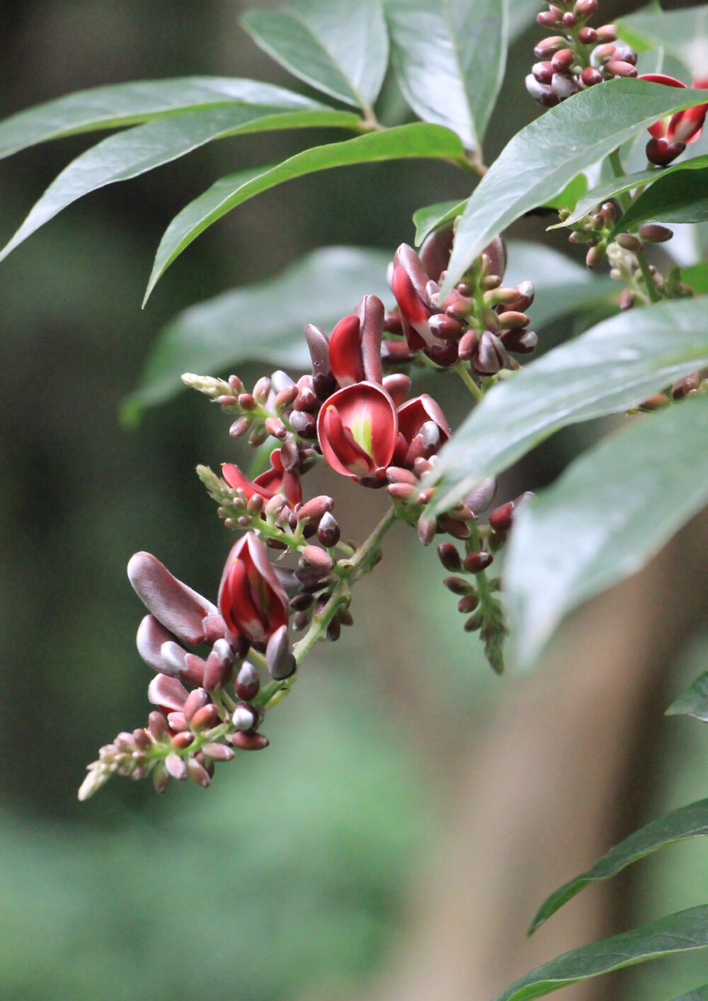 香花鸡血藤 callerya dielsiana(香花崖豆藤 millettia dielsiana)