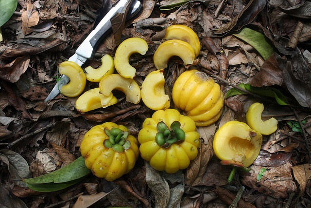 garcinia atroviridis 南瓜山竹(藤黄果,藤黄科藤黄属.