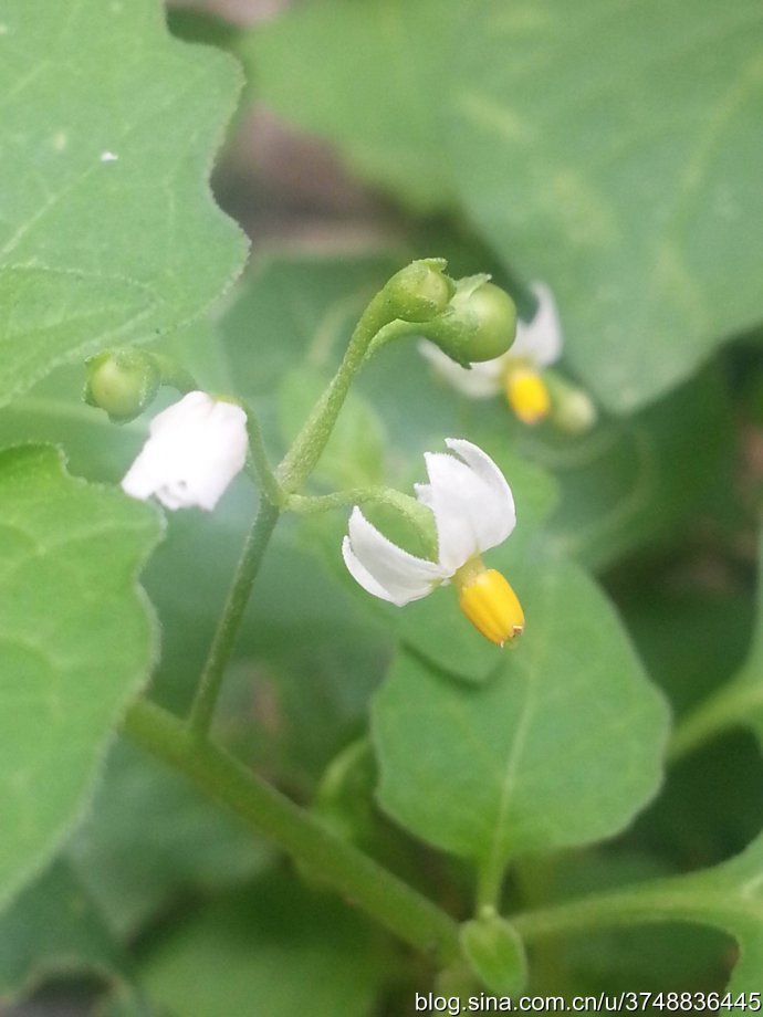 石之若璞花事秋日觅花影黑豆豆似的茄子龙葵