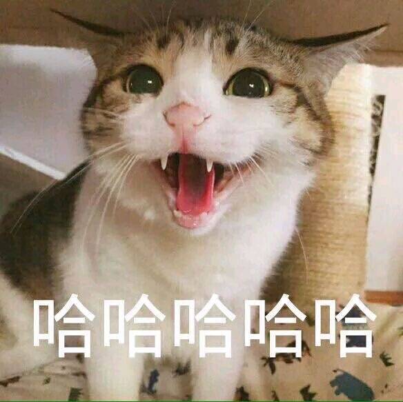 猫咪萌宠哈哈哈表情包