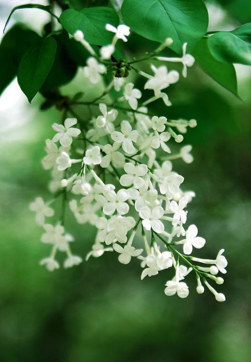 花花白色绿色植物清新小清新