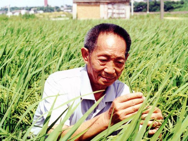 袁隆平1930年9月生于北京江西省九江市德安县人中国杂交水稻育种专家