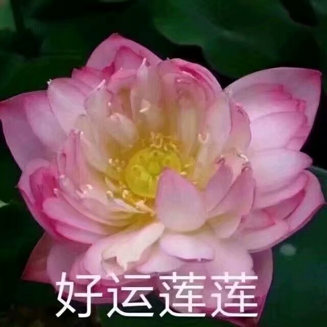 莲花头像