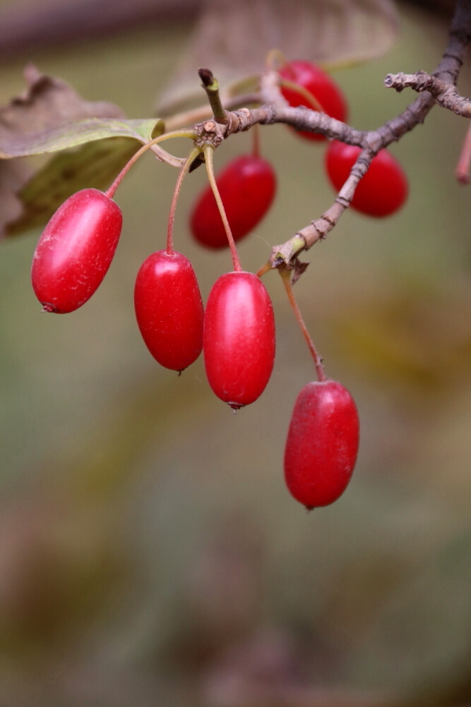 木本茱萸有吴茱萸,山茱萸和食茱萸之分,都是著名的中药.