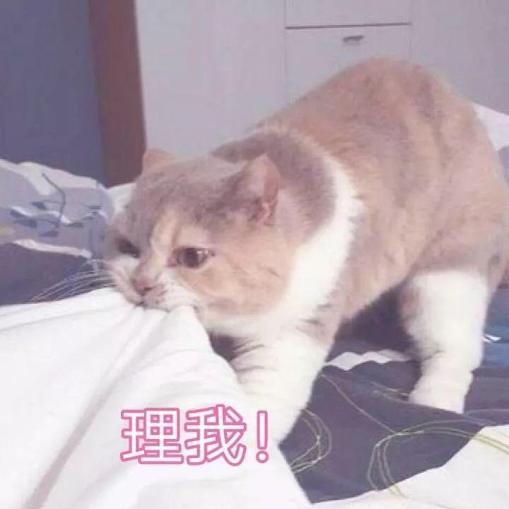 猫表情包可爱