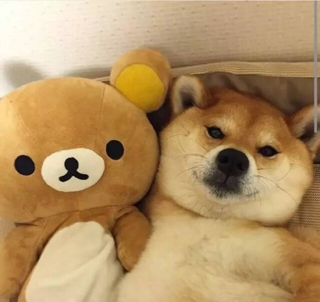 萌狗头像闺蜜头像多人头像三人头像情侣头像柴犬