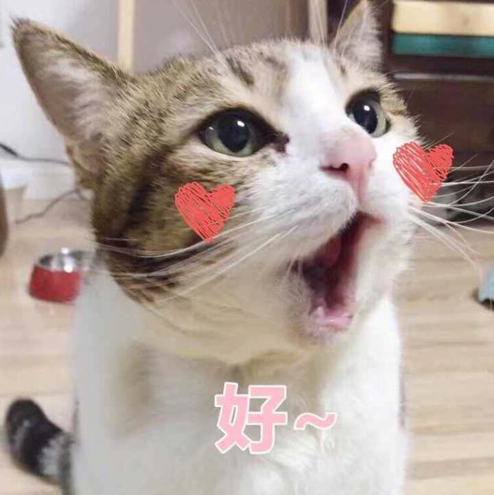 猫咪表情包