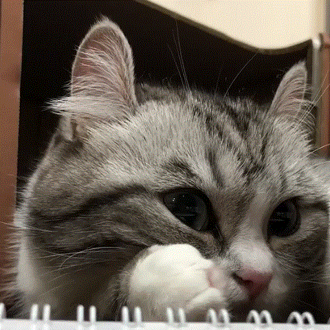小动物猫猫狗狗治愈系可爱动图gif
