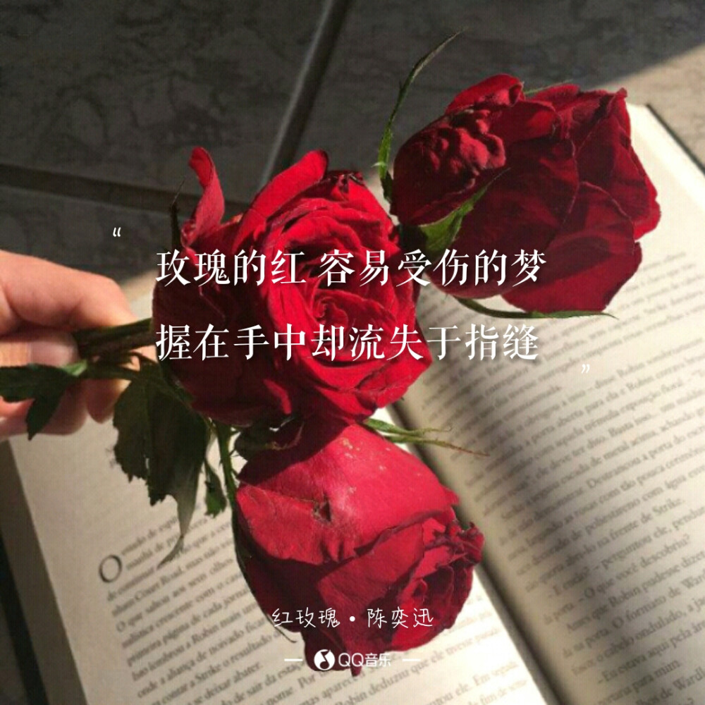 陈奕迅《红玫瑰 歌词 语录 文字 壁纸 锁屏 键盘 原创 极简 短句