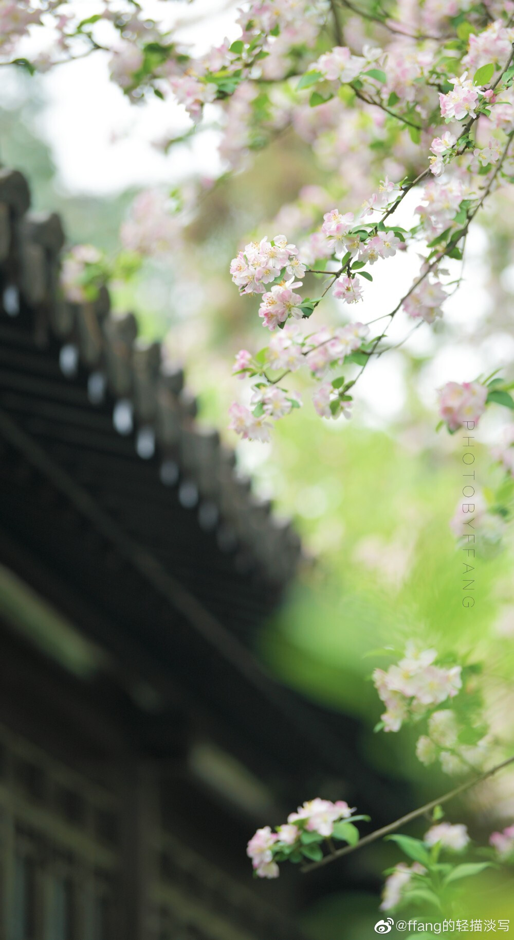 唯恐春深花落去.莫愁湖 西府海棠摄影@f 堆糖,美图壁纸兴趣社区