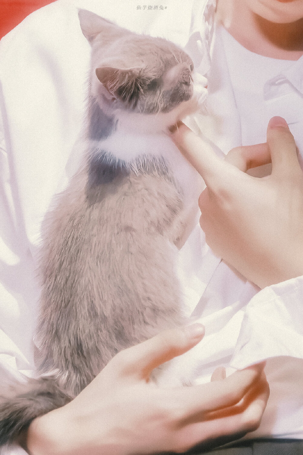 王俊凯猫咪