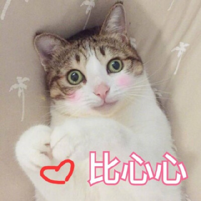 可爱猫咪比心心