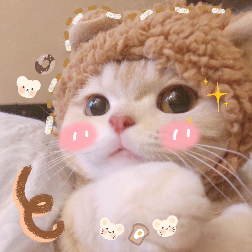 可爱喵喵头像萌宠猫咪头像
