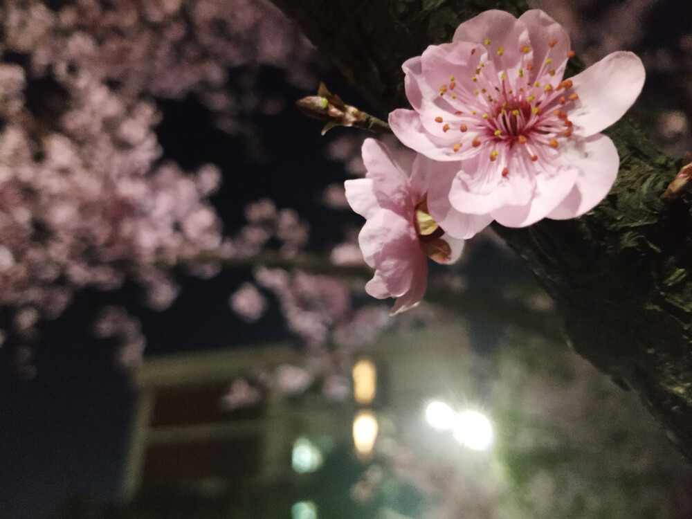 夜晚 花 桃花