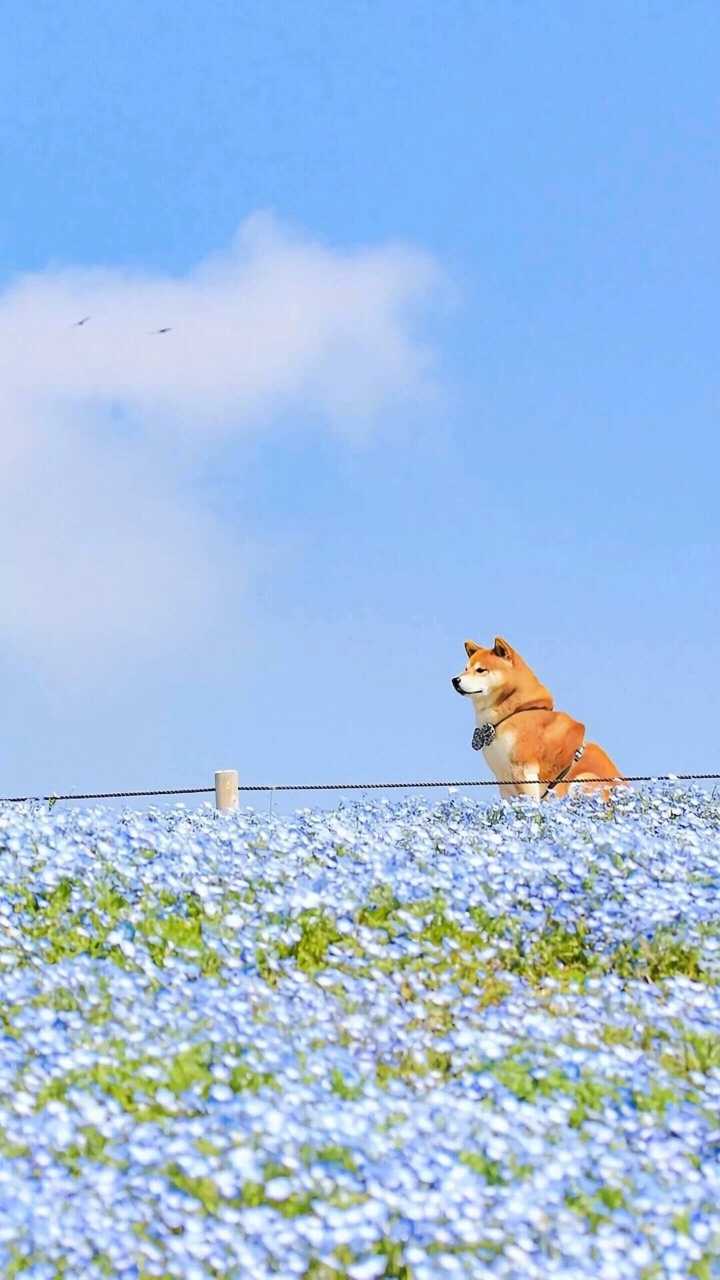手机壁纸聊天背景少女心壁纸ins潮图神仙背景赞评论更多