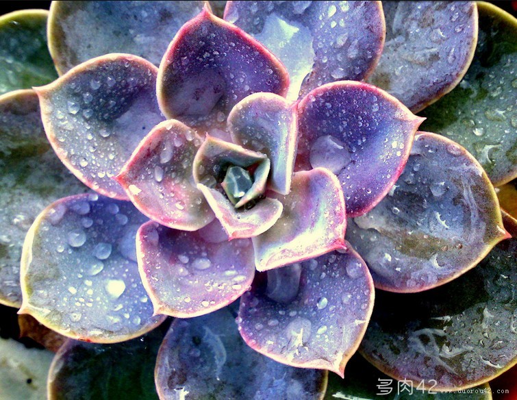 Echeveria 'Perle Von Nurnberg'【纽伦堡珍珠】景天科拟石莲花属，叶片呈瑰丽的粉紫色，如汤勺一般。紫色夏天时不明显，到秋天时又加深。放置在阳光下的话，会长成玫瑰花瓣状。夏末秋初从叶片中长出花茎，绽放出略带紫色的橘色花朵。