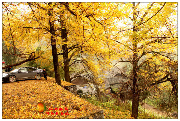 恋恋银杏树，一地黄金桐子坳 湖南 永州 桐子坳村