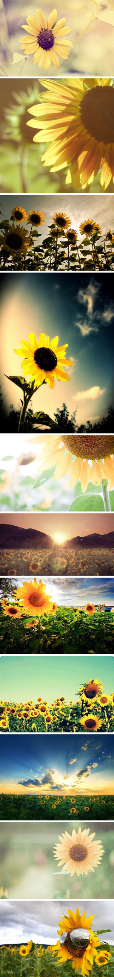 听说每一个爱向日葵的人儿，都能带给人温暖，因为他们心底住着太阳。