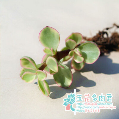 雅乐之舞 Portulacaria afra f. var 毕业礼物