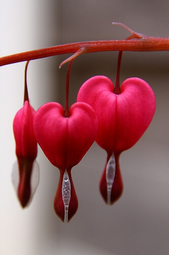 滴血的心（bleeding heart）：学名荷包牡丹 Dicentra spectabilis，原产于中国北部，花如荷包、叶似牡丹、多为桃红色与白色的复色花，花形玲珑叶丛错落。因其形似心脏，英文也称之为 Bleeding heart