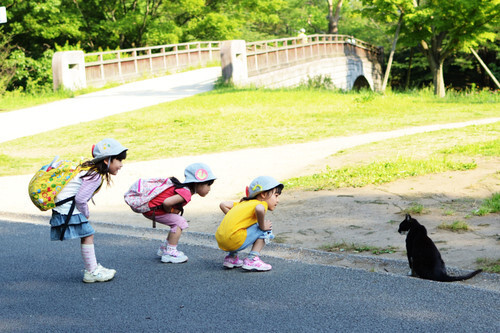 我是一只爱你的猫、宠物、猫、萌宠、喵星人、动物、萌猫、萌、卖萌、萌物、萌控、可爱、鹿