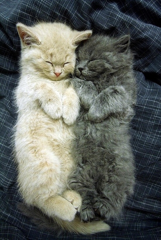 Comfy Kittens