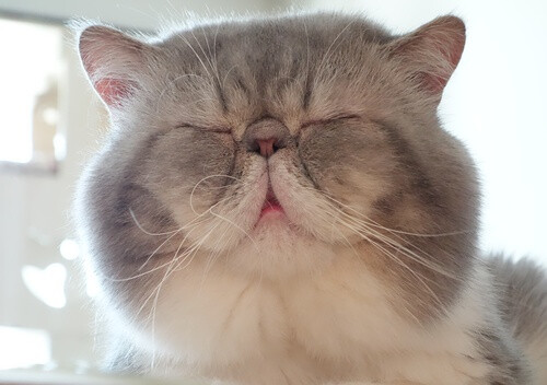 看不出我在强颜欢笑吗？？远在脸盆星的爱妃是否在为我哭泣？