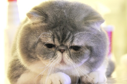 一个屏幕都是我！！脸盆霸主绝对不是盖的！！！