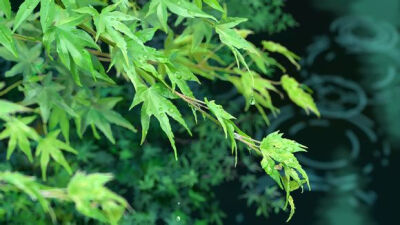 雨季是邂逅的季节