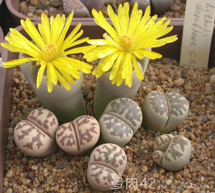 丽虹玉 Lithops dorotheae C300 来自多肉42:www.duorou42.com