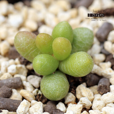 绿龟之卵Sedum hernandezii