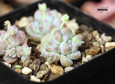 子持白莲 Echeveria prolifica (小单头）