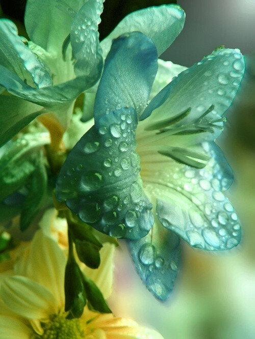 Raindrops on Lilies Flowers Garden Love