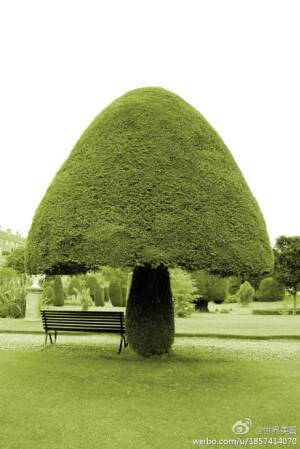 蘑菇型的树~~~ 好萌~~~  嘎嘎嘎~