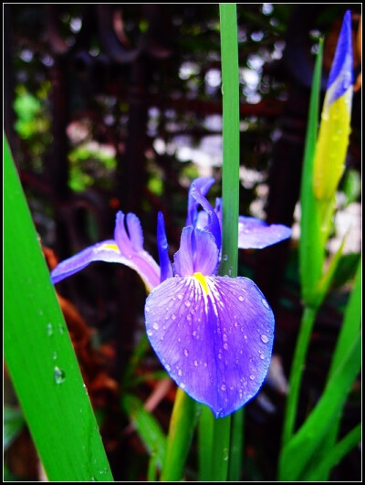 2012-4-18花菖蒲3a.jpg 去年在小池里面栽了铜钱草、水生菖蒲，虽然花叶秀美、郁郁葱葱，但我的盆儿毕竟不是大池子，它们都是特能长的主儿，没几个月就把整个盆儿长满