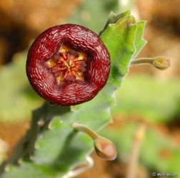 Stapelia engleriana