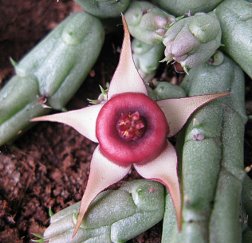 Huernia procumbens