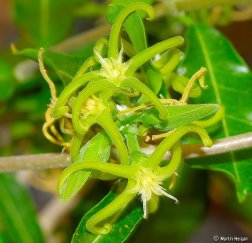 火星人Fockea edulis——萝藦科火星人属