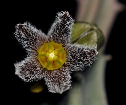 Caralluma burchardii （Apteranthes burchardii）